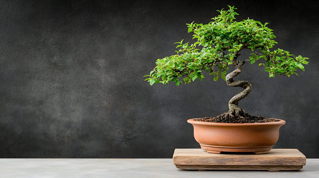 Expo Bonsai